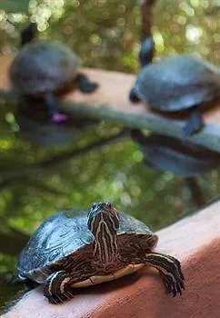 Livvo La Quinta Roja Hotel